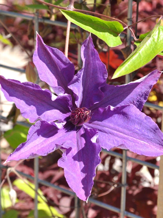 Clematis 'The President' 1 Clematis 'The President'