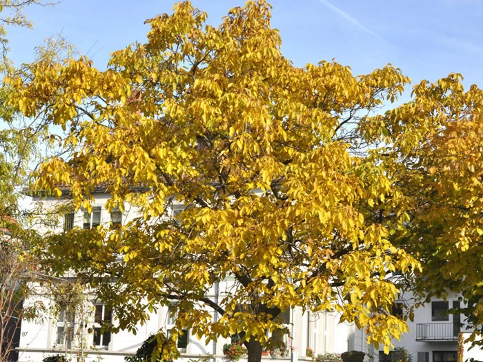 Juglans Regia, Walnuss-Sämling 2 Juglans Regia, Walnuss-Sämling – Bild 2