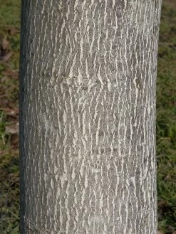 Juglans Regia, Walnuss-Sämling 9 Juglans Regia, Walnuss-Sämling -Gartengrün -Pflanze walnuss juglans regia 3 1280x1280