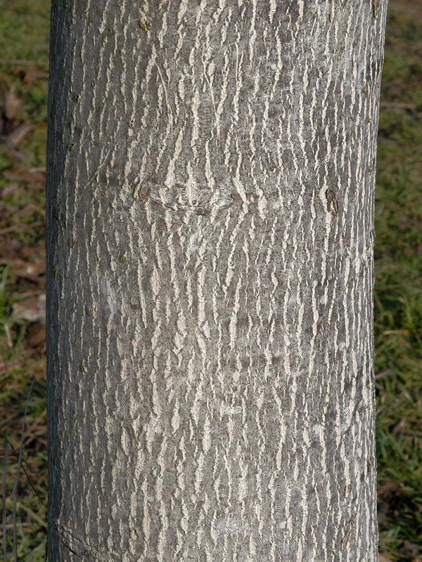 Juglans Regia, Walnuss-Sämling 4 Juglans Regia, Walnuss-Sämling – Bild 4