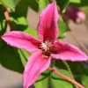 Clematis Texensis 'Princess Diana'