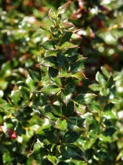 Berberis Verruculosa, Warzenberberitze
