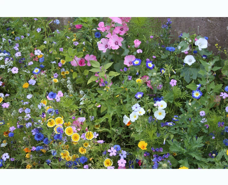 Blumenwiese - Wehretaler Sommertraum 2 Blumenwiese - Wehretaler Sommertraum – Bild 2