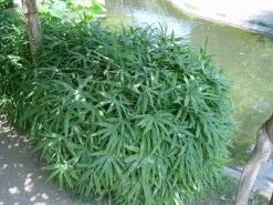 Pleioblastus Viridistriatus 'Vagans' (Sasaella Ramosa), Weichblättriger Zwergbambus 5 Pleioblastus Viridistriatus 'Vagans' (Sasaella Ramosa), Weichblättriger Zwergbambus -Gartengrün -Pflanze weichblaettriger zwergbambus 1280x1280