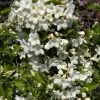 Weigela 'Snowflake', Weigelie