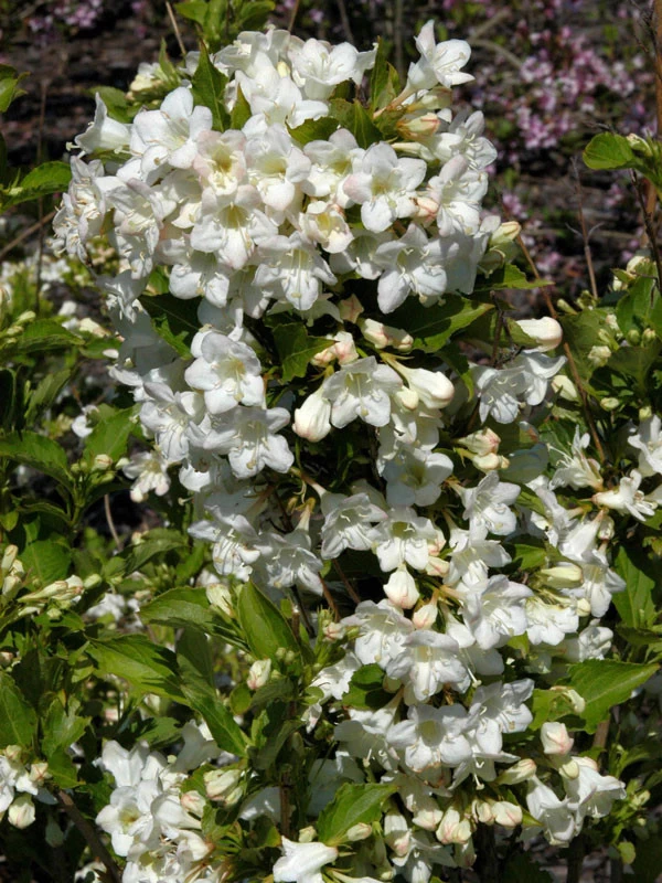 Weigela 'Snowflake', Weigelie 1 Weigela 'Snowflake', Weigelie