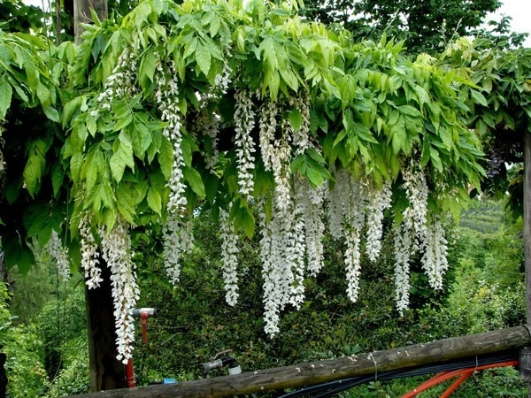 Wisteria Floribunda 'Longissima Alba', Blauregen 2 Wisteria Floribunda 'Longissima Alba', Blauregen – Bild 2