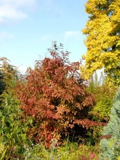 Viburnum Bodnantense 'Dawn', Winterschneeball 5 Viburnum Bodnantense 'Dawn', Winterschneeball -Gartengrün -Pflanze winterschneeball 1280x1280