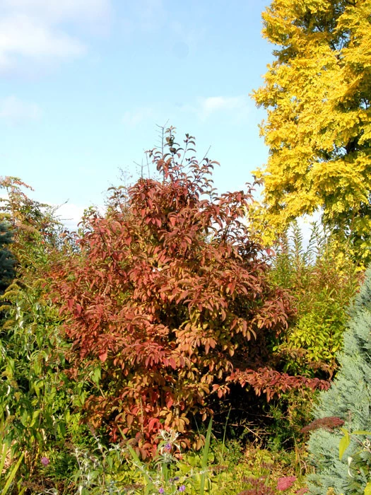 Viburnum Bodnantense 'Dawn', Winterschneeball 3 Viburnum Bodnantense 'Dawn', Winterschneeball – Bild 3
