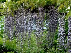 Wisteria Floribunda 'Macrobotrys', Blauregen