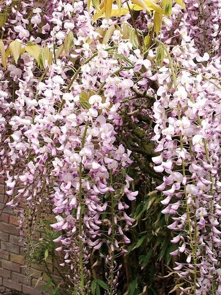 Wisteria Floribunda 'Rosea', Blauregen 1 Wisteria Floribunda 'Rosea', Blauregen