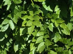 Wisteria Sinensis, Chinesischer Blauregen 5 Wisteria Sinensis, Chinesischer Blauregen -Gartengrün -Pflanze wisteria sinensis blatt 1280x1280