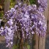 Wisteria Sinensis 'Prolific', Blauregen