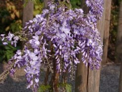 Wisteria Sinensis 'Prolific', Blauregen