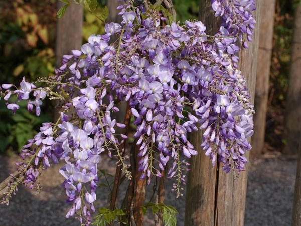 Wisteria Sinensis 'Prolific', Blauregen 1 Wisteria Sinensis 'Prolific', Blauregen