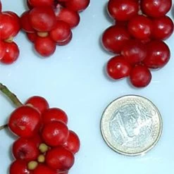 Chinesische Vitalbeere ® Wu Wei Zi -Gartengrün -Pflanze wu wei zie beeren 1280x1280