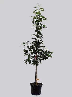 Mirabelle Bellamira (S) 2 Mirabelle Bellamira (S) – Bild 2