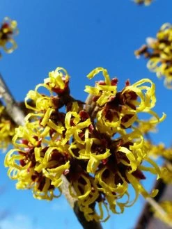 Hamamelis Intermedia 'Barmstedts Gold', Zaubernuss