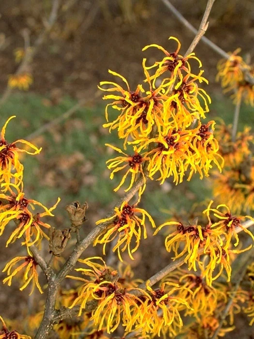 Hamamelis Intermedia 'Orange Beauty', Zaubernuss 1 Hamamelis Intermedia 'Orange Beauty', Zaubernuss