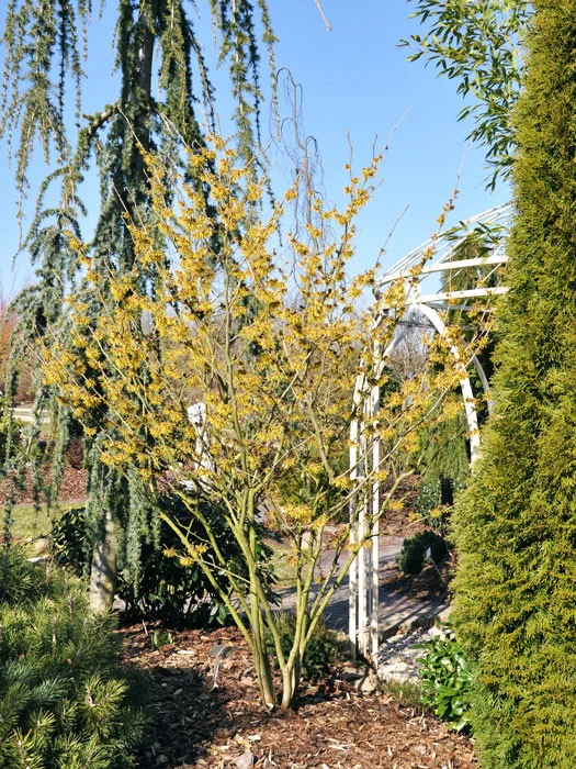 Hamamelis Mollis, Chinesiche Zaubernuss 2 Hamamelis Mollis, Chinesiche Zaubernuss – Bild 2