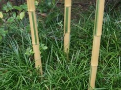 Phyllostachys Aureosulcata 'Spectabilis', Zickzack-Bambus 5 Phyllostachys Aureosulcata 'Spectabilis', Zickzack-Bambus -Gartengrün -Pflanze zickzack bambus triebe55599efa251bd 1280x1280