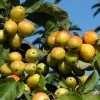 Malus 'Golden Hornet', Gelber Zierapfel
