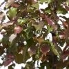 Malus Sargentii 'Rudolph', Zierapfel - Hochstamm