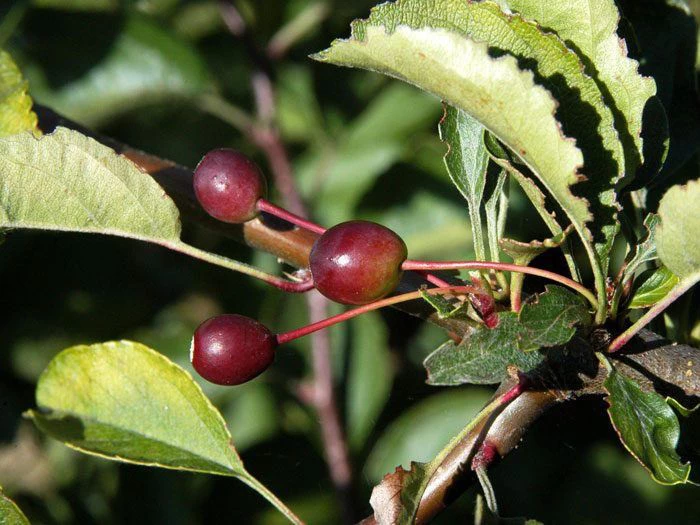 Malus Tina, Zierapfel 3 Malus Tina, Zierapfel – Bild 3