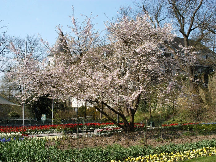 Prunus Subhirtella 'Accolade', Frühe Zierkirsche - Hochstamm 3 Prunus Subhirtella 'Accolade', Frühe Zierkirsche - Hochstamm – Bild 3