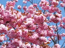 Prunus Serrulata 'Kanzan', Japanische Nelkenkirsche - Hochstamm 10 Prunus Serrulata 'Kanzan', Japanische Nelkenkirsche - Hochstamm -Gartengrün -Pflanze zierkirsche kanzan 1280x1280