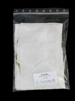 Phytoseiulus-Raubmilbe (Art.Nr. KB4480) 5 Phytoseiulus-Raubmilbe (Art.Nr. KB4480) -Gartengrün -Pflanze zipbeutel versand raubmilbe 80537 2 1280x1280