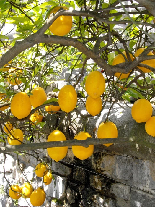 Citrus Limonum, Zitronenpflanze 2 Citrus Limonum, Zitronenpflanze – Bild 2