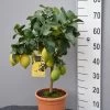 Citrus Limonum, Zitronenpflanze