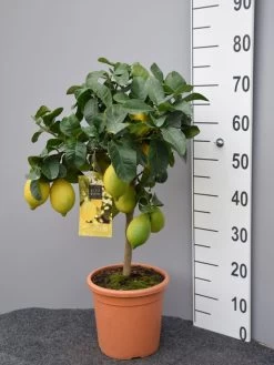 Citrus Limonum, Zitronenpflanze