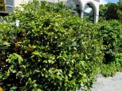 Citrus Limonum, Zitronenpflanze 6 Citrus Limonum, Zitronenpflanze -Gartengrün -Pflanze zitronenpflanze 1280x1280