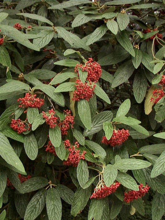 Viburnum Rhytidophyllum, Immergrüner Zungenschneeball 3 Viburnum Rhytidophyllum, Immergrüner Zungenschneeball – Bild 3