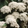 Viburnum Rhytidophyllum, Immergrüner Zungenschneeball