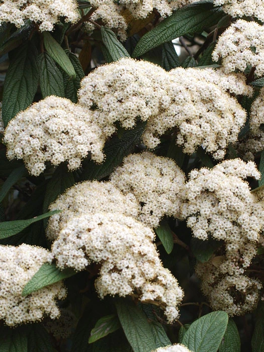 Viburnum Rhytidophyllum, Immergrüner Zungenschneeball 1 Viburnum Rhytidophyllum, Immergrüner Zungenschneeball