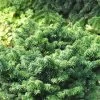 Abies Balsamea 'Nana', Zwerg-Balsamtanne