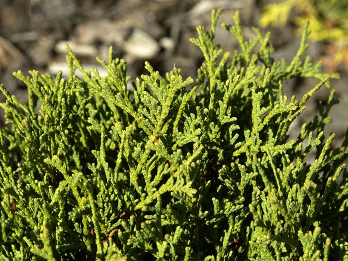 Thuja Occidentalis 'Danica', Zwerg-Kugellebensbaum 2 Thuja Occidentalis 'Danica', Zwerg-Kugellebensbaum – Bild 2
