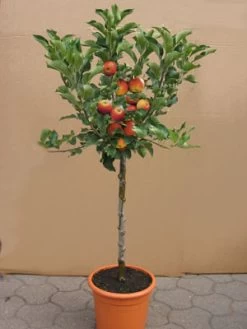 Zwergapfel GALINA, Malus Sylvestris 'Galina'