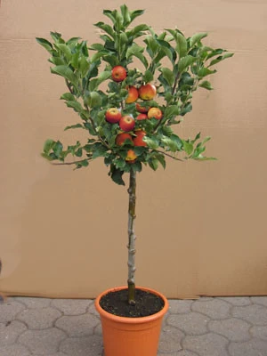 Zwergapfel GALINA, Malus Sylvestris 'Galina' 1 Zwergapfel GALINA, Malus Sylvestris 'Galina'