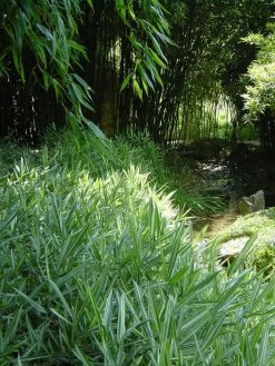 Pleioblastus Shibuyanus (variegatus) 'Tsuboi', Buntblättriger Zwergbambus