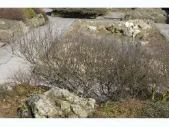 Betula Nana, Zwergbirke, Polarbirke 5 Betula Nana, Zwergbirke, Polarbirke -Gartengrün -Pflanze zwergbirke 1280x1280