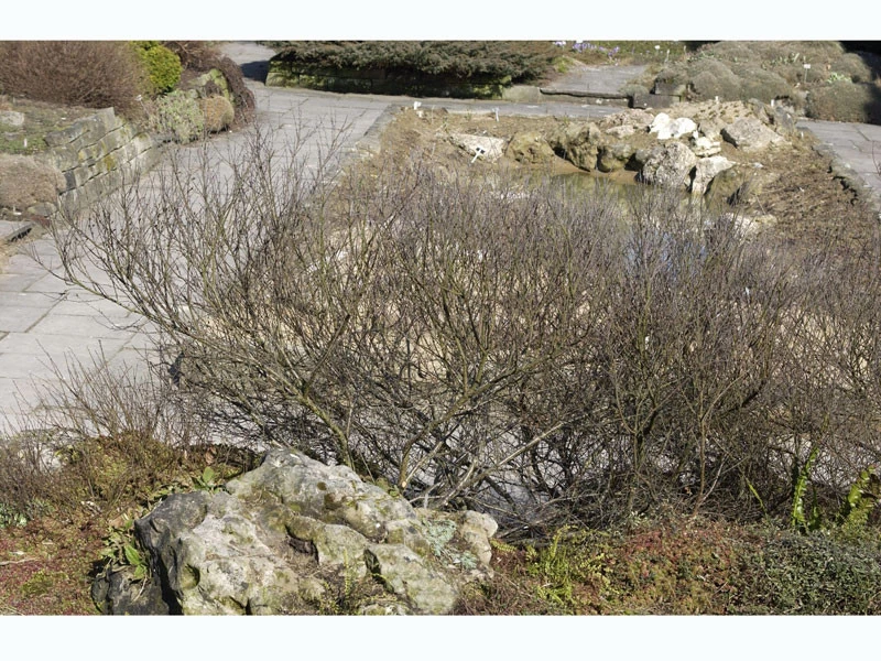 Betula Nana, Zwergbirke, Polarbirke 3 Betula Nana, Zwergbirke, Polarbirke – Bild 3