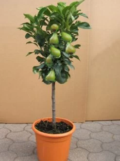 Zwergbirne 'Garden Beauty' ®, Pyrus Communis 'Garden Beauty'