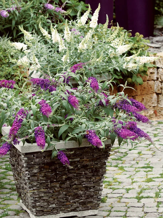 Buddleja Buzz-Hybride 'Ivory', Zwerg-Sommerflieder 2 Buddleja Buzz-Hybride 'Ivory', Zwerg-Sommerflieder – Bild 2