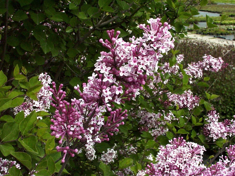 Syringa Meyeri 'Josee', Zwergflieder 2 Syringa Meyeri 'Josee', Zwergflieder – Bild 2
