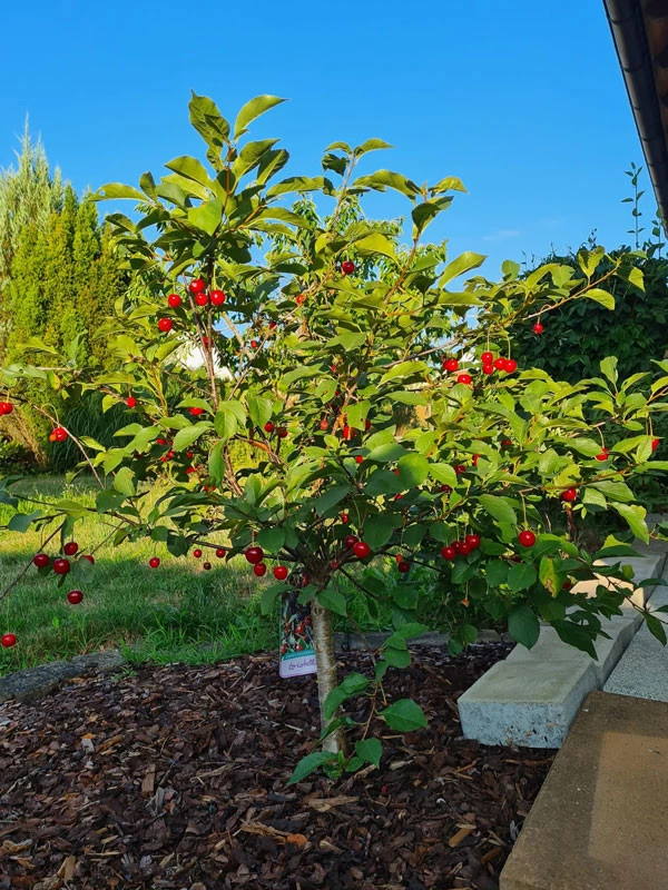 Zwerg-Sauerkirsche 'Griotella', Prunus Cerasus 'Griotella' 2 Zwerg-Sauerkirsche 'Griotella', Prunus Cerasus 'Griotella' – Bild 2
