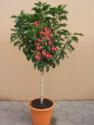 Zwergkirsche 'Piemont' - Prunus Avium 'Piemont' 1 Zwergkirsche 'Piemont' - Prunus Avium 'Piemont'